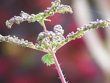 Ortiche